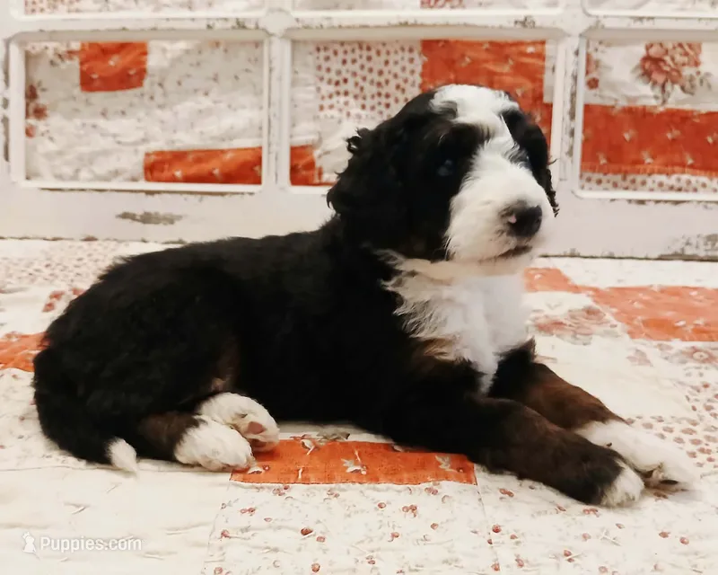 Jabba F1B Medium Bernedoodle – Bernedoodle puppy on hold in Huntington, IN