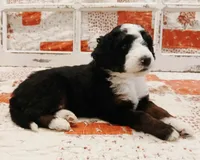 Jabba F1B Medium Bernedoodle, a male Bernedoodle and Poodle - Standard  for sale in Huntington, IN – 3 of 9