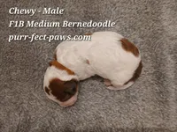 Chewy F1B Medium Bernedoodle, a male Bernedoodle for sale in Huntington, IN – 4 of 4