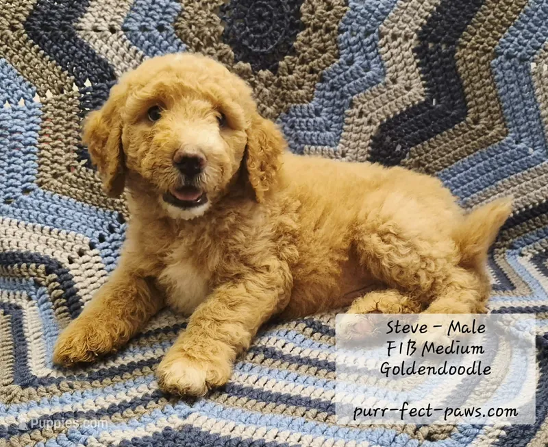"Cap"/Steve F1B Medium Goldendoodle – Goldendoodle, Poodle - Standard  puppy for sale in Huntington, IN