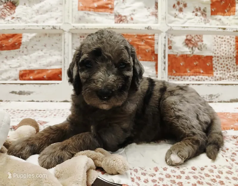 Parker F1B Medium Goldendoodle – Goldendoodle puppy on hold in Huntington, IN
