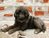 Parker F1B Medium Goldendoodle, a female Goldendoodle for sale in Huntington, IN – 1 of 7