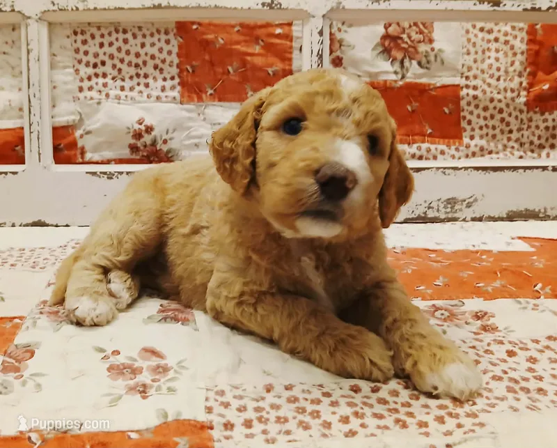 "Cap"/Steve F1B Medium Goldendoodle – Goldendoodle puppy for sale in Huntington, IN