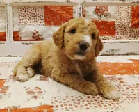 "Cap"/Steve F1B Medium Goldendoodle, a male Goldendoodle and Poodle - Standard  for sale in Huntington, IN – 1 of 7