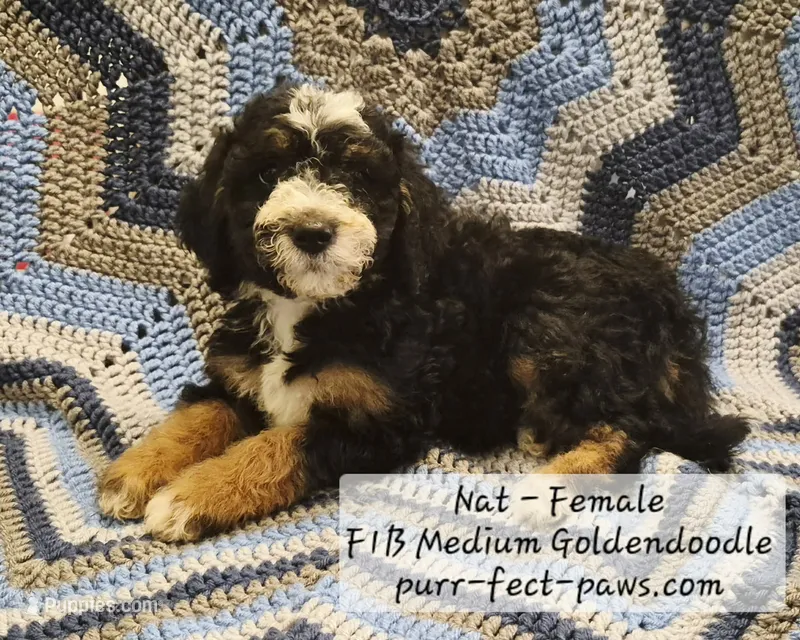 Natasha F1B Medium Goldendoodle – Goldendoodle, Poodle - Standard  puppy for sale in Huntington, IN
