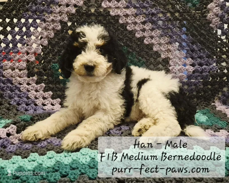 Han F1B Medium Bernedoodle – Bernedoodle, Poodle - Standard  puppy for sale in Huntington, IN