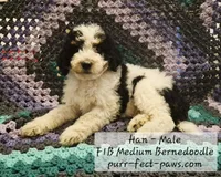 Han F1B Medium Bernedoodle, a male Bernedoodle and Poodle - Standard  for sale in Huntington, IN – 1 of 9