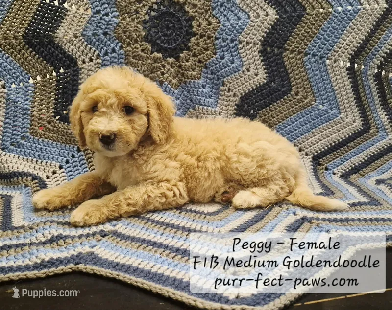 Peggy F1B Medium Goldendoodle – Goldendoodle, Poodle - Standard  puppy for sale in Huntington, IN