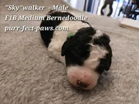 Skywalker F1B Medium Bernedoodle, a male Bernedoodle for sale in Huntington, IN – 2 of 4