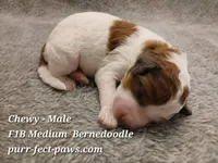Chewy F1B Medium Bernedoodle, a male Bernedoodle for sale in Huntington, IN – 3 of 4