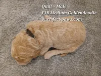 Quill F1B Medium Goldendoodle, a male Goldendoodle for sale in Huntington, IN – 4 of 4