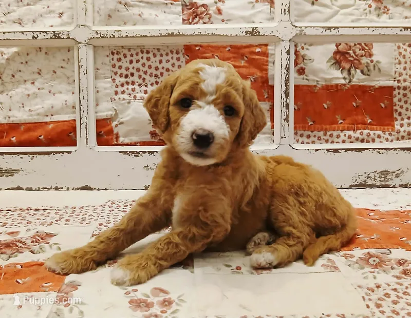 Scarlet F1B Medium Goldendoodle – Goldendoodle puppy for sale in Huntington, IN