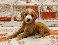 Scarlet F1B Medium Goldendoodle, a female Goldendoodle and Poodle - Standard  for sale in Huntington, IN – 1 of 7