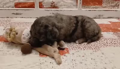 Parker F1B Medium Goldendoodle, a female Goldendoodle for sale in Huntington, IN – 3 of 7