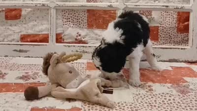 Skywalker F1B Medium Bernedoodle, a male Bernedoodle and Poodle - Standard  for sale in Huntington, IN – 3 of 7