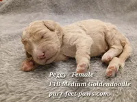 Peggy F1B Medium Goldendoodle, a female Goldendoodle for sale in Huntington, IN – 2 of 4