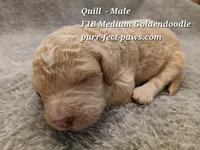 Quill F1B Medium Goldendoodle, a male Goldendoodle for sale in Huntington, IN – 3 of 4