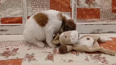 Chewy F1B Medium Bernedoodle, a male Bernedoodle and Poodle - Standard  for sale in Huntington, IN – 3 of 7