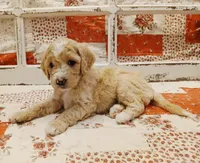 Peggy F1B Medium Goldendoodle, a female Goldendoodle and Poodle - Standard  for sale in Huntington, IN – 2 of 7