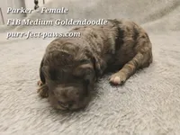 Parker F1B Medium Goldendoodle, a female Goldendoodle for sale in Huntington, IN – 2 of 4