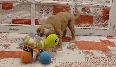 Scarlet F1B Medium Goldendoodle, a female Goldendoodle and Poodle - Standard  for sale in Huntington, IN – 3 of 7