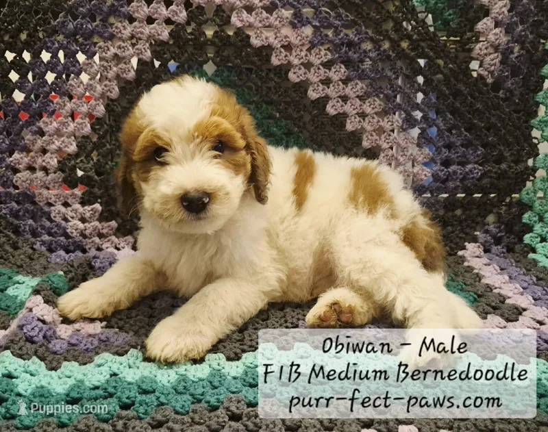 Obiwan F1B Medium Bernedoodle – Bernedoodle, Poodle - Standard  puppy for sale in Huntington, IN