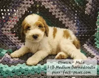 Obiwan F1B Medium Bernedoodle, a male Bernedoodle and Poodle - Standard  for sale in Huntington, IN – 1 of 9