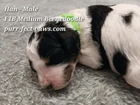 Han F1B Medium Bernedoodle, a male Bernedoodle for sale in Huntington, IN – 4 of 4