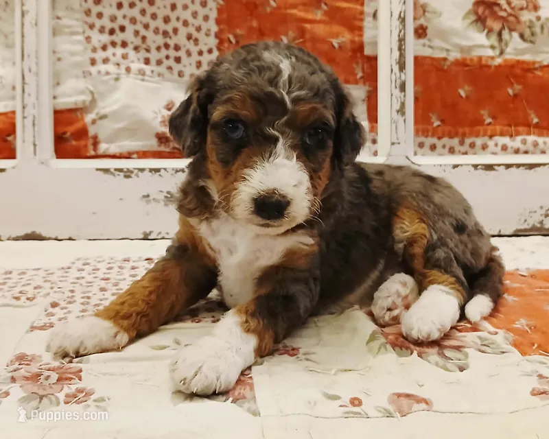Leia F1B Medium Bernedoodle – Bernedoodle puppy for sale in Huntington, IN