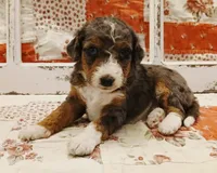 Leia F1B Medium Bernedoodle, a female Poodle - Multi-Colored Standard and Bernedoodle for sale in Huntington, IN – 1 of 7