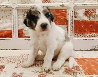 Rex F1B Medium Bernedoodle, a male Bernedoodle and Poodle - Standard  for sale in Huntington, IN – 1 of 7
