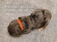 Pepper F1B Medium Goldendoodle, a female Goldendoodle for sale in Huntington, IN – 4 of 4