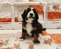 Wren F1B Medium Bernedoodle, a male Bernedoodle for sale in Huntington, IN – 2 of 7