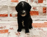 Loki F1B Medium Goldendoodle, a male Goldendoodle and Poodle - Standard  for sale in Huntington, IN – 2 of 7
