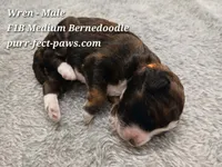 Wren F1B Medium Bernedoodle, a male Bernedoodle for sale in Huntington, IN – 3 of 4