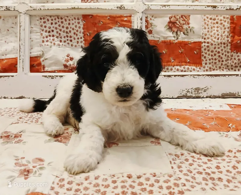 Skywalker F1B Medium Bernedoodle – Bernedoodle puppy for sale in Huntington, IN