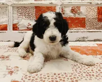 Skywalker F1B Medium Bernedoodle, a male Bernedoodle and Poodle - Standard  for sale in Huntington, IN – 1 of 7
