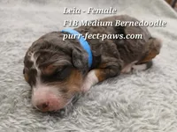 Leia F1B Medium Bernedoodle, a female Bernedoodle for sale in Huntington, IN – 2 of 4