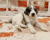 Rex F1B Medium Bernedoodle, a male Bernedoodle and Poodle - Standard  for sale in Huntington, IN – 2 of 7