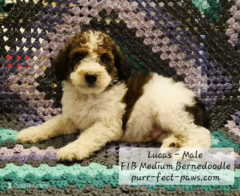 Lucas F1B Medium Bernedoodle – Bernedoodle, Poodle - Standard  puppy for sale in Huntington, IN