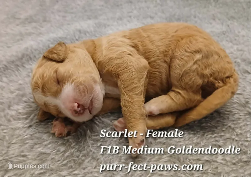 Scarlet F1B Medium Goldendoodle – Goldendoodle puppy for sale in Huntington, IN