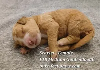 Scarlet F1B Medium Goldendoodle, a female Goldendoodle for sale in Huntington, IN – 1 of 4
