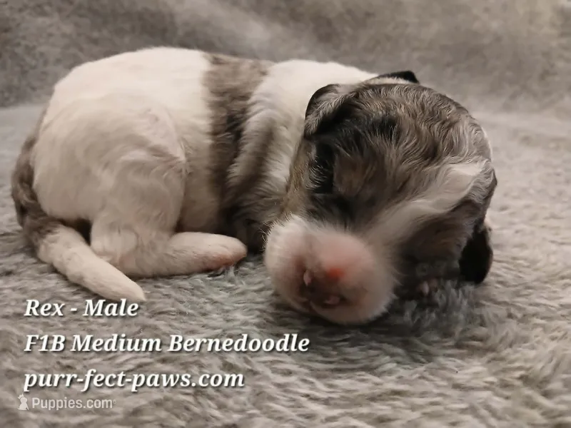 Rex F1B Medium Bernedoodle – Bernedoodle puppy for sale in Huntington, IN