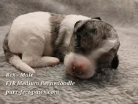 Rex F1B Medium Bernedoodle, a male Bernedoodle for sale in Huntington, IN – 1 of 4
