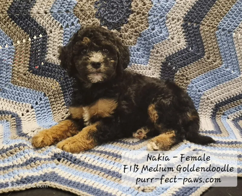 Nakia F1B Medium Goldendoodle – Goldendoodle, Poodle - Standard  puppy for sale in Huntington, IN