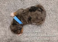 Leia F1B Medium Bernedoodle, a female Bernedoodle for sale in Huntington, IN – 3 of 4