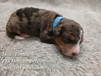 Leia F1B Medium Bernedoodle, a female Bernedoodle for sale in Huntington, IN – 4 of 4