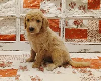 Quill F1B Medium Goldendoodle, a male Goldendoodle and Poodle - Standard  for sale in Huntington, IN – 2 of 7