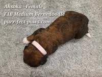 Ahsoka F1B Medium Bernedoodle, a female Bernedoodle for sale in Huntington, IN – 4 of 4