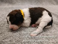 Lucas F1B Medium Bernedoodle, a male Bernedoodle for sale in Huntington, IN – 3 of 4